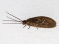 Sisyra nigra